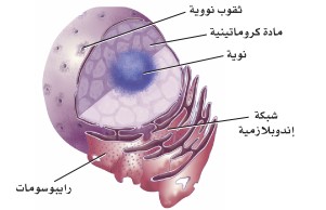 مخطط